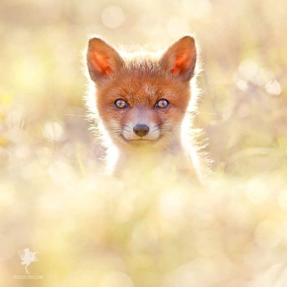 Meet your Posher, M - Picture 1 of 1